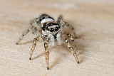 zebraspin (salticus scenicus) 3-2012 5580